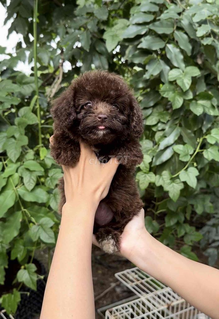 poodle màu hiếm