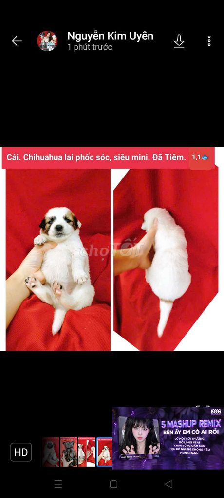 Siêu mini chihuahua lanh lợi đãTiêm bảo hành. Mua bán Chó tại Huyện Hóc Môn Tp Hồ Chí Minh được đăng bởi fb NH Táo bán điện thoại và chó mèo có ship hình 1