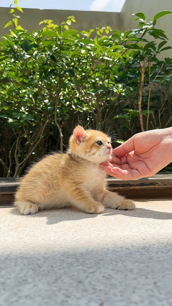 Cần bán mèo anh lông ngắn thuần chủng