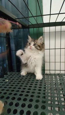 Sale cho bé gái tabby lông xù
