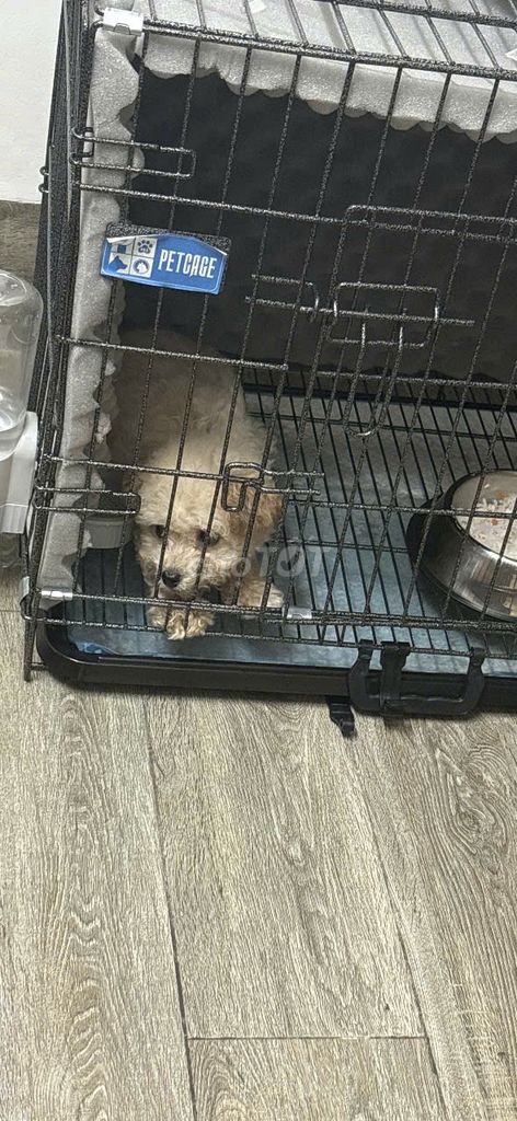 Poodle Tiny 3 Tháng Tuổi. Mua bán Chó tại Quận Ngũ Hành Sơn Đà Nẵng được đăng bởi rin hình 1