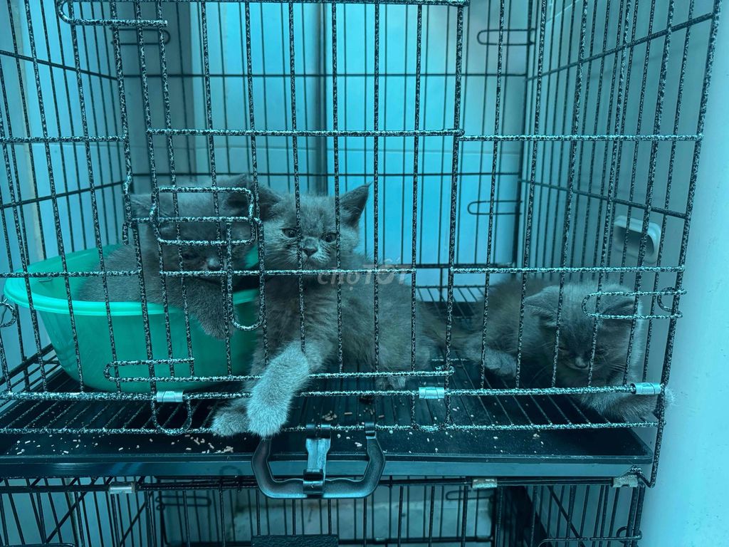 Mèo ALN Xám Đực 2 tháng Đã tiêm phòng. Mua bán Mèo tại Huyện Nhà Bè Tp Hồ Chí Minh được đăng bởi Phạm Thị Thanh hình 1