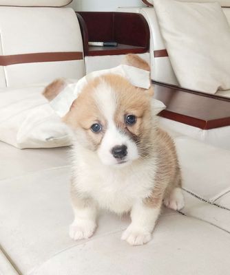 Trại Chó Hoàng Dũng. Rã bầy corgi 