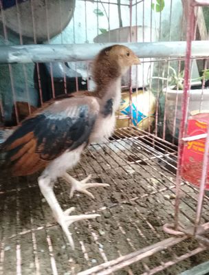Bán 4con gà lông con1con80 k. Mua bán Gà tại Thành phố Thủ Đức Tp Hồ Chí Minh được đăng bởi Thành tin