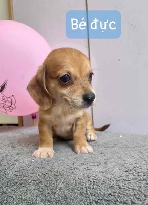 Chó Lạp Xưởng 2 tháng tuổi. Mua bán Chó tại Huyện Bình Chánh Tp Hồ Chí Minh được đăng bởi Nhân