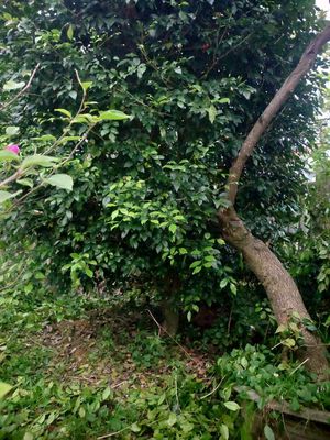 Cặp cây Nguyệt Quế. Mua bán Cây cảnh, đồ trang trí tại Thị xã Hương Trà Thừa Thiên Huế được đăng bởi Trần Xuân Phát