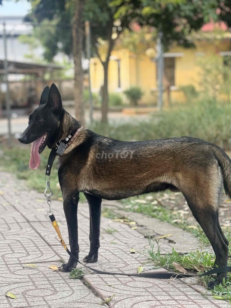 Chó Đực 11 tháng tuổi Nâu đen. Mua bán Chó tại Thành phố Thủ Đức Tp Hồ Chí Minh được đăng bởi Lê Minh Thành hình 1