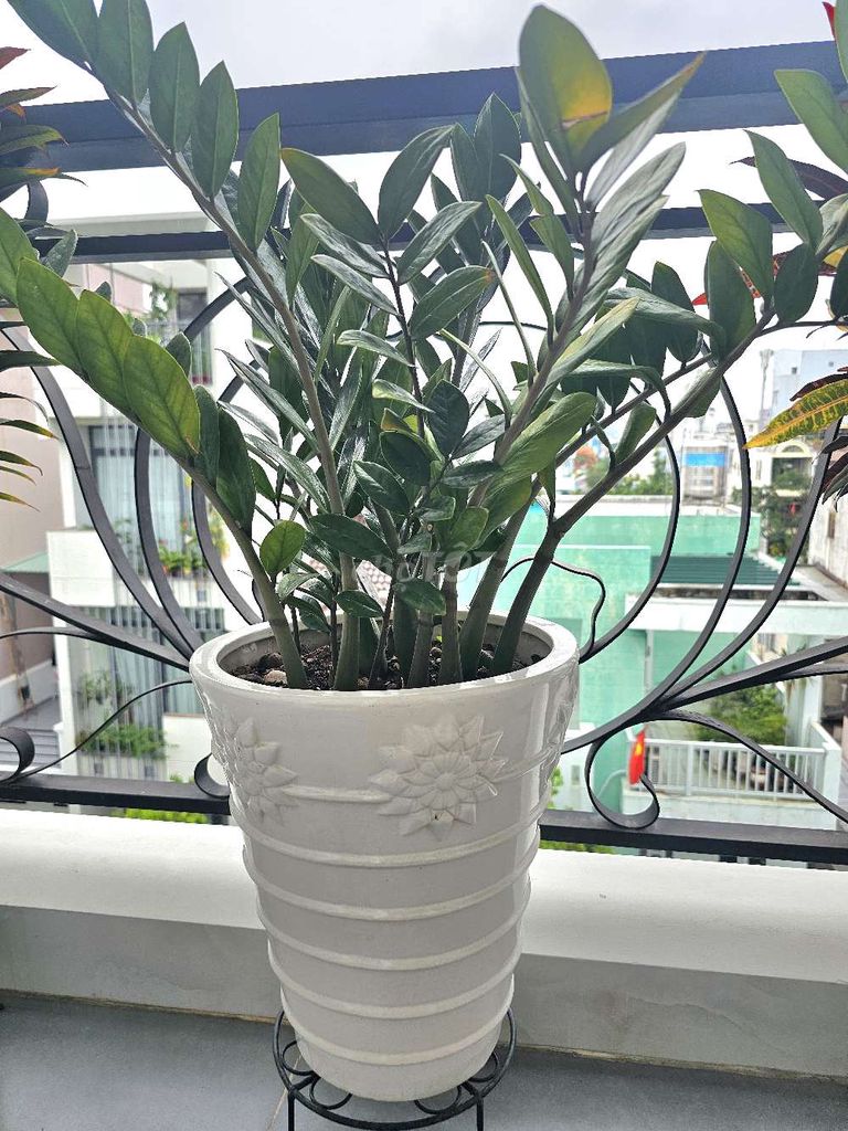 Chậu cây kim tiền.. Mua bán Cây cảnh, đồ trang trí tại Quận 8 Tp Hồ Chí Minh được đăng bởi Thanh lý rẻ hình 1