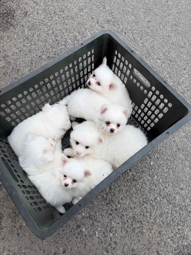 Chó Phốc Sóc trắng. Mua bán Chó tại Quận Liên Chiểu Đà Nẵng được đăng bởi DC PETHOUSE hình 1