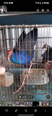 Cặp trích ss. Mua bán Chim tại Huyện Long Hồ Vĩnh Long được đăng bởi Thanh Trung