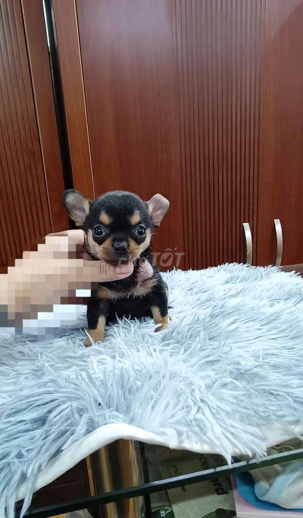 Chó Chihuahua cái. Mua bán Chó tại Quận Bình Thạnh Tp Hồ Chí Minh được đăng bởi Tấn hình 1