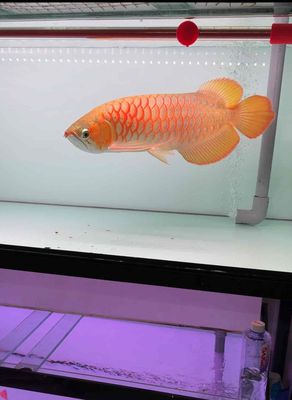 cá huyết long bản cao size 50-55cm