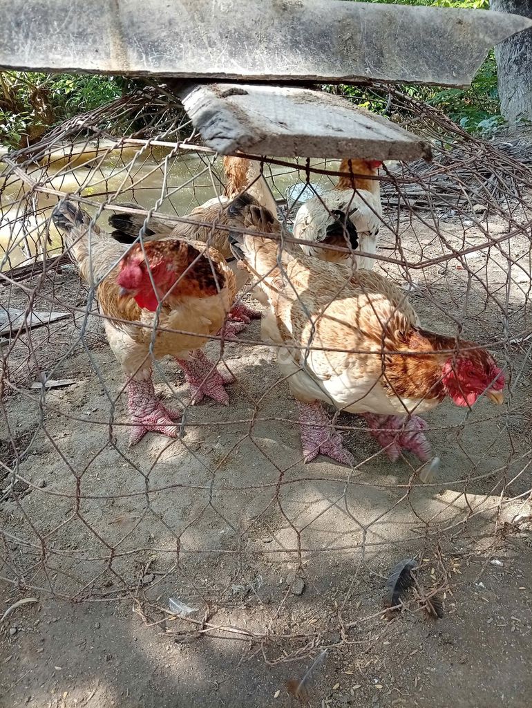 Gà Đông Tảo mái nâu trắng. Mua bán Gà tại Huyện Giồng Trôm Bến Tre được đăng bởi Da Da hình 1