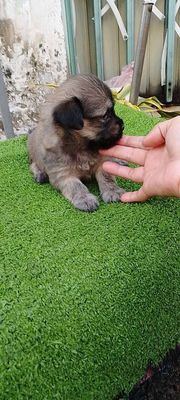  Poodle lai sintuzu( 700gam) 