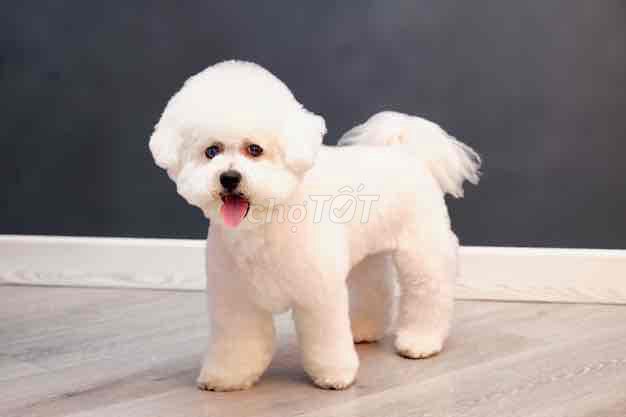 bichon đực xinh