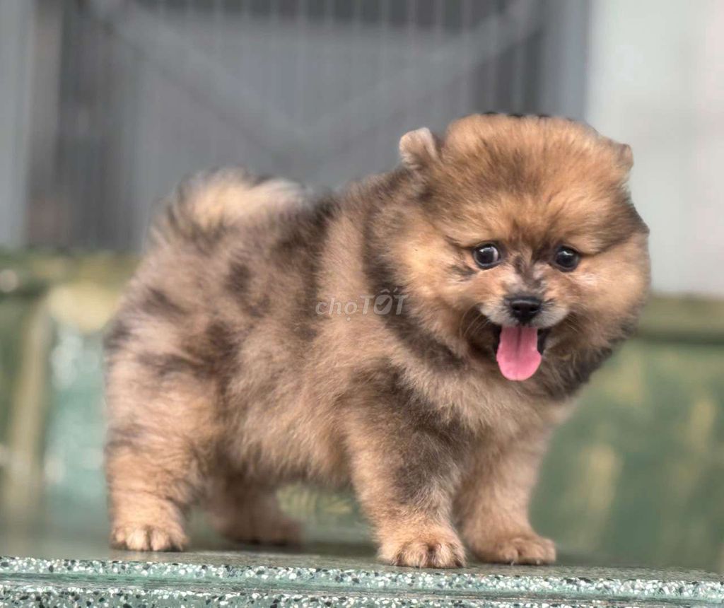 Chó Pom Blumerle Đen trắng. Mua bán Chó tại Quận 5 Tp Hồ Chí Minh được đăng bởi dogshop thu cung hình 1