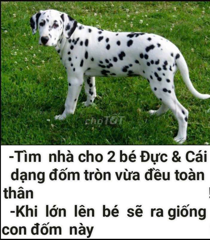 Bán 2 đốm Đực&Cái, lớn lên đẹp y như con bự ở hình. Mua bán Chó tại Huyện Củ Chi Tp Hồ Chí Minh được đăng bởi Nguyễn Huy hình 1