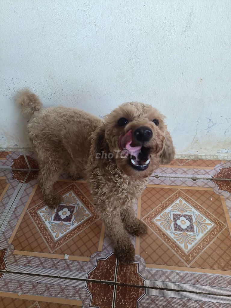 Poodle đực, hơn 1 tuổi. Mua bán Chó tại Quận Hải Châu Đà Nẵng được đăng bởi Vo Lam hình 4
