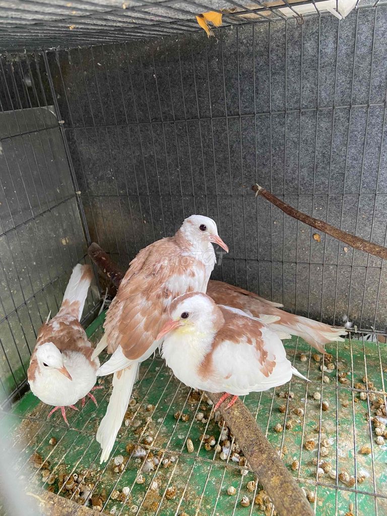 Cu thái văn hoa đỏ. Mua bán Chim tại Quận Gò Vấp Tp Hồ Chí Minh được đăng bởi Cường Cool hình 3