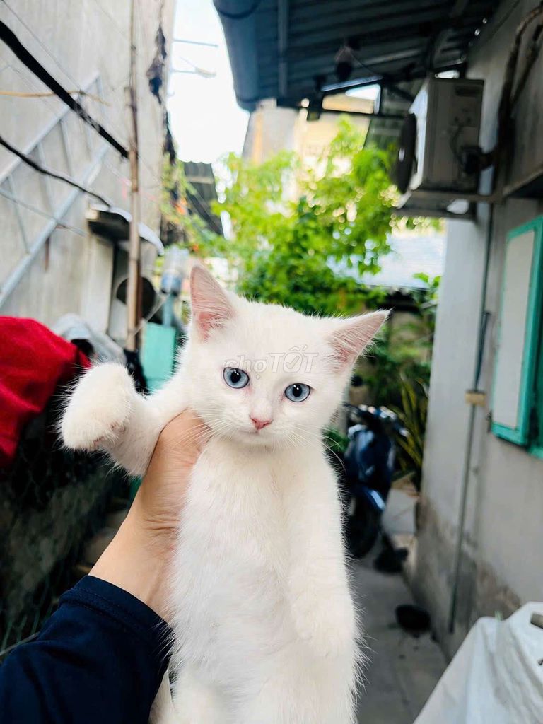 Mèo Trắng. Mua bán Mèo tại Thành phố Mỹ Tho Tiền Giang được đăng bởi Nguyễn Phát Liên hình 1