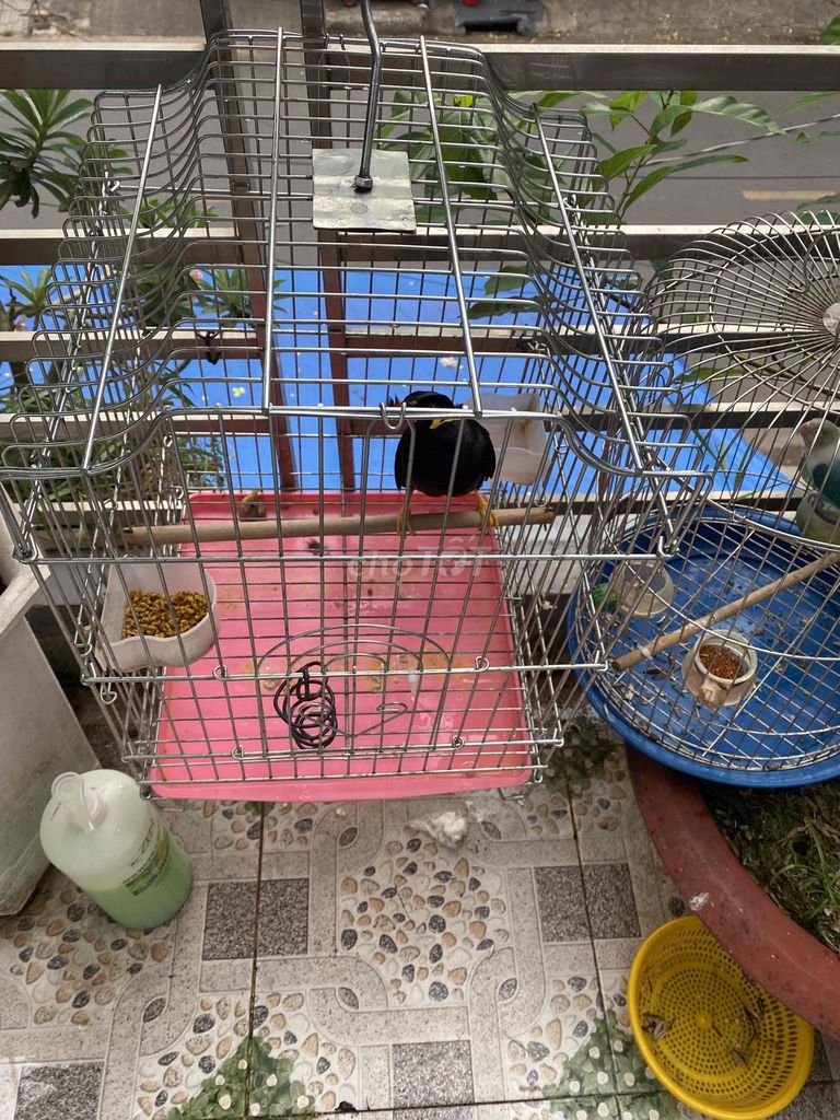 Thanh lý nguyên bộ lông mướt nói nhiều. Mua bán Chim tại Quận Tân Phú Tp Hồ Chí Minh được đăng bởi Nam Hoàng hình 1