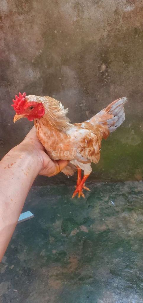 Gà tre nâu vàng 5 tháng rưỡi 400g. Mua bán Gà tại Huyện Tân Hiệp Kiên Giang được đăng bởi Ha DANG hình 1