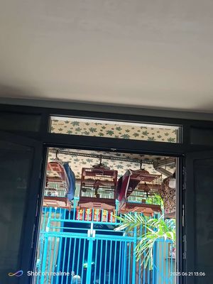 Chim chào mào bổi 1 mùa cần bán. Mua bán Chim tại Quận Bình Tân Tp Hồ Chí Minh được đăng bởi Anh Tuấn 