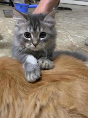 Mèo Ald/Aln nhà trồng.. Mua bán Mèo tại Quận Nam Từ Liêm Hà Nội được đăng bởi Hà Đinh hình 1