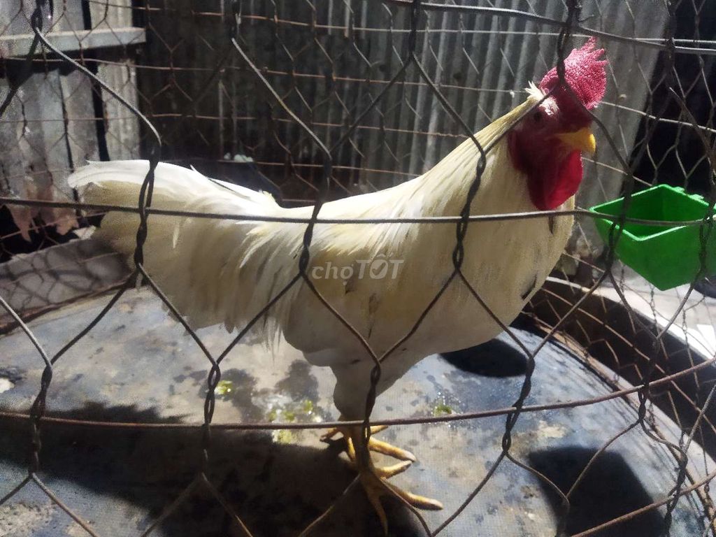 Gà bướm Xuân Thái Mỹ trống 3kg Trắng. Mua bán Gà tại Quận Thốt Nốt Cần Thơ được đăng bởi Huynh Hảo Thien hình 1