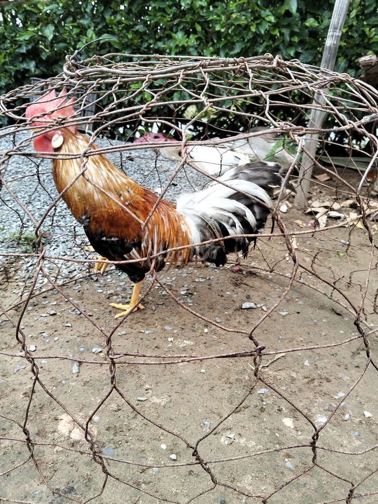 Gà trống 1.4kg nâu đen trắng 9 tháng. Mua bán Gà tại Huyện Trà Cú Trà Vinh được đăng bởi Tài Trà Cú hình 1