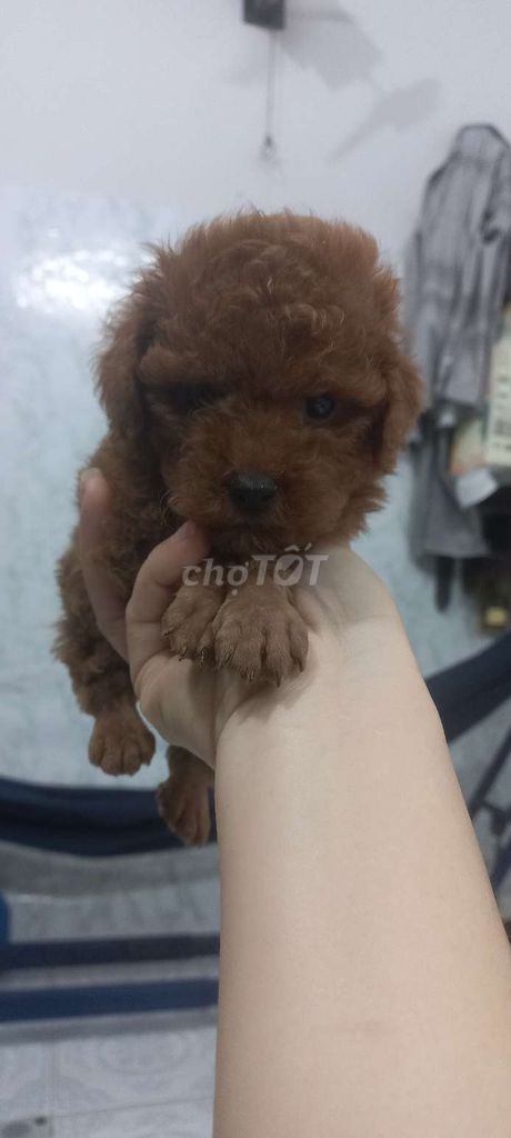 Chó Poodle đực Nâu đỏ đã tiêm. Mua bán Chó tại Quận 1 Tp Hồ Chí Minh được đăng bởi Lethimyan hình 3