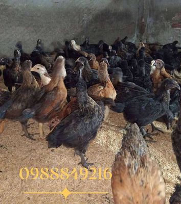 Gà ta thả vườN. Mua bán Gà tại Huyện Củ Chi Tp Hồ Chí Minh được đăng bởi Trà