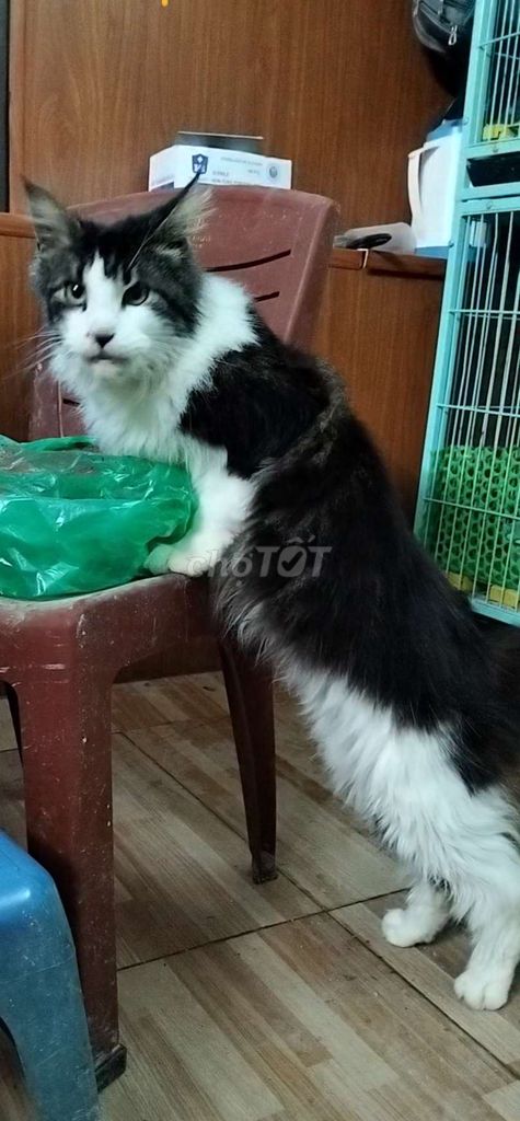 Mèo maine coon đực 7 tháng. Mua bán Mèo tại Quận Cầu Giấy Hà Nội được đăng bởi Anh chung hình 1