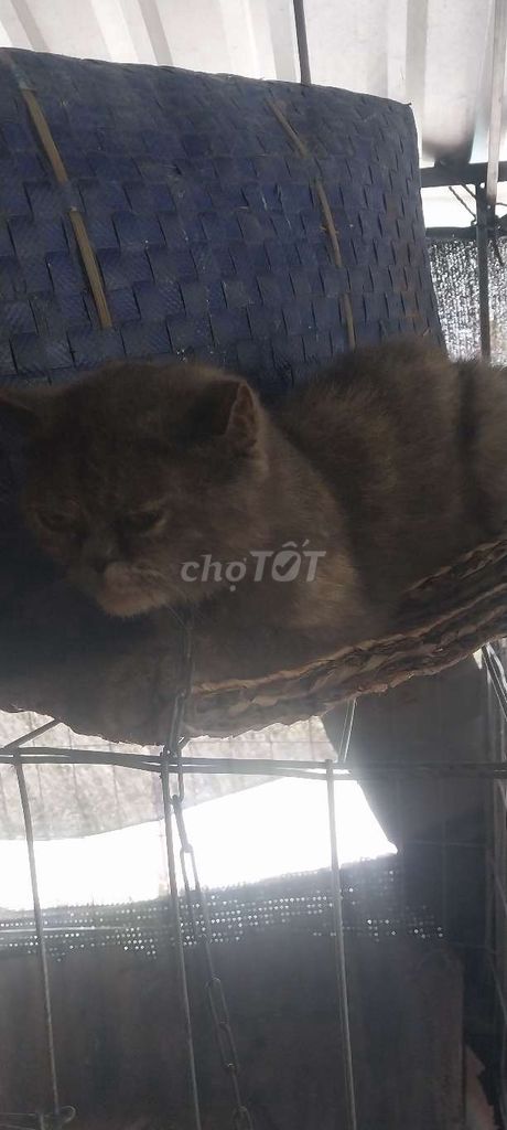Mèo cảnh Xám Cái. Mua bán Mèo tại Quận Cái Răng Cần Thơ được đăng bởi Linh Nguyễn hình 1