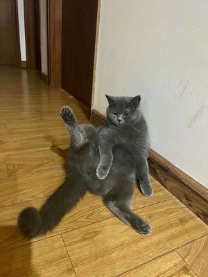 Tỉm chủ cho 2 bạn iu