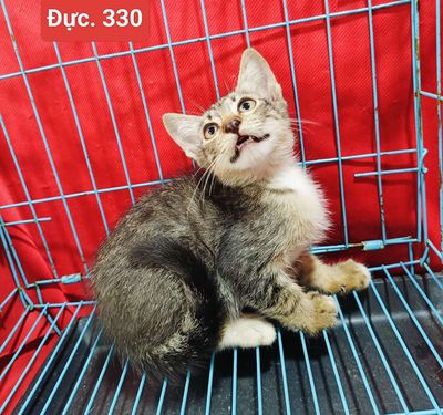 Mèo mướp, cam, tam thể. Giá rẻ có ship. Mua bán Mèo tại Huyện Hóc Môn Tp Hồ Chí Minh được đăng bởi fb NH Táo bán điện thoại và chó mèo có ship