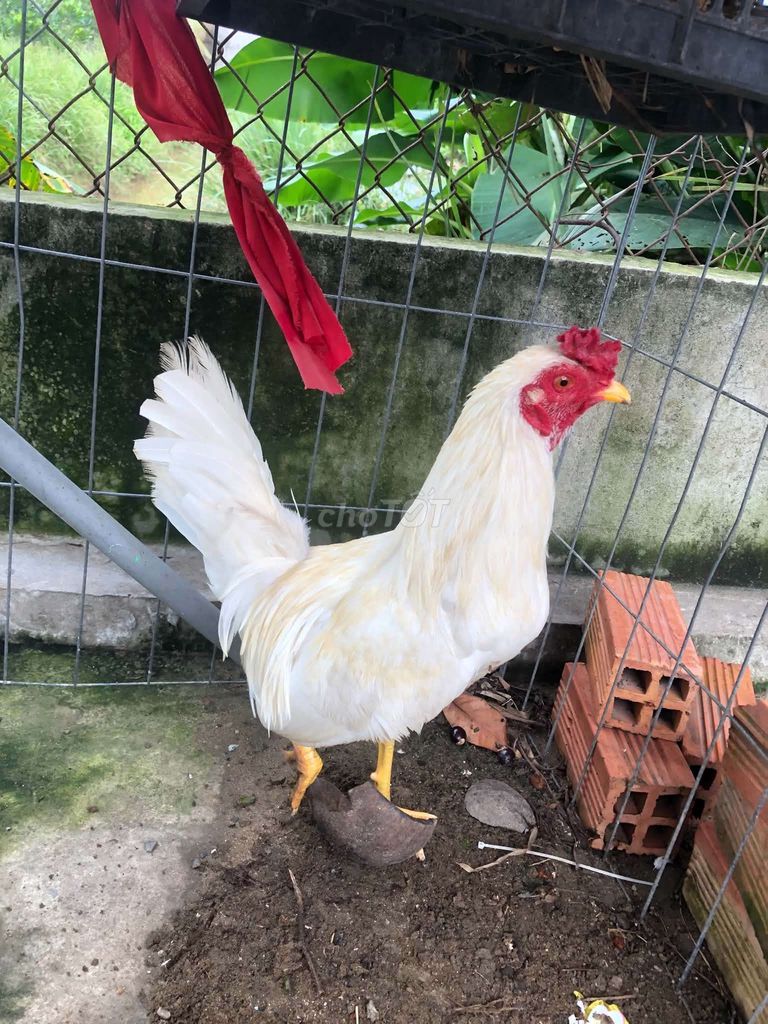 Gà chọi Cuban lai 1.34kg 7 tháng Trắng. Mua bán Gà tại Huyện Thủ Thừa Long An được đăng bởi nguyen minh hy hình 1