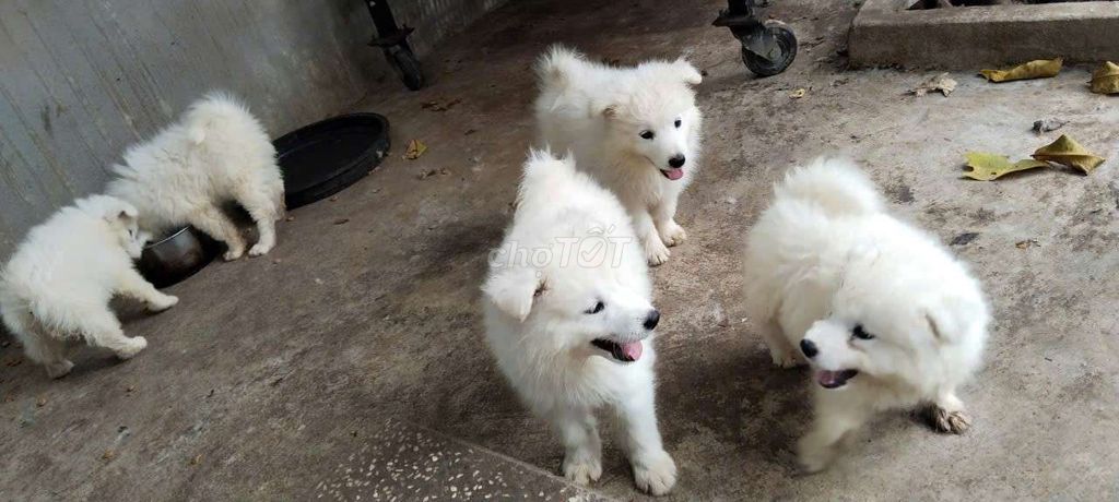 Chó Samoyed trắng đã tiêm. Mua bán Chó tại Quận Tân Phú Tp Hồ Chí Minh được đăng bởi Cường NC hình 1