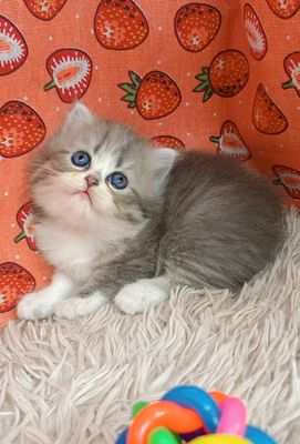 mèo anh 3 chân lùn 1 chân dài