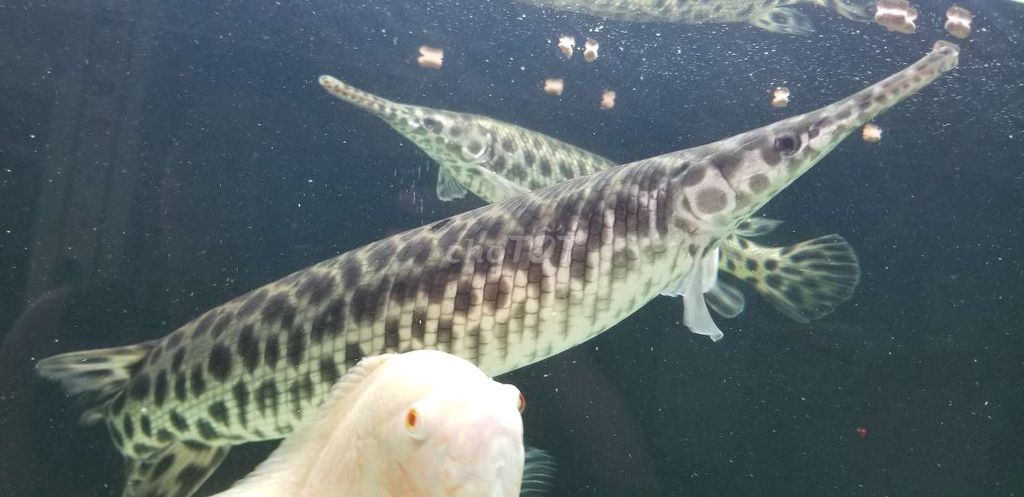 Cá sấu hỏa tiễn, sấu bông. Mua bán Thú cưng khác tại Quận Bình Tân Tp Hồ Chí Minh được đăng bởi Hiếu hình 1