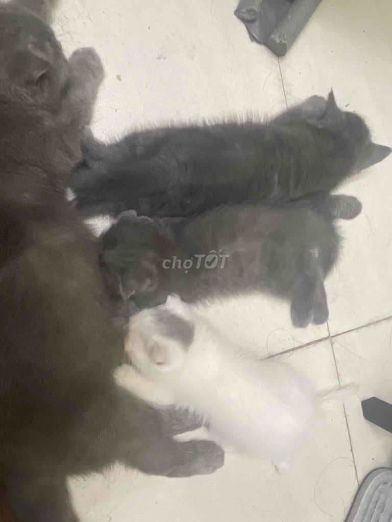 mèo anh dướ 3 tháng tuổi xinh yêu nhà nuôi