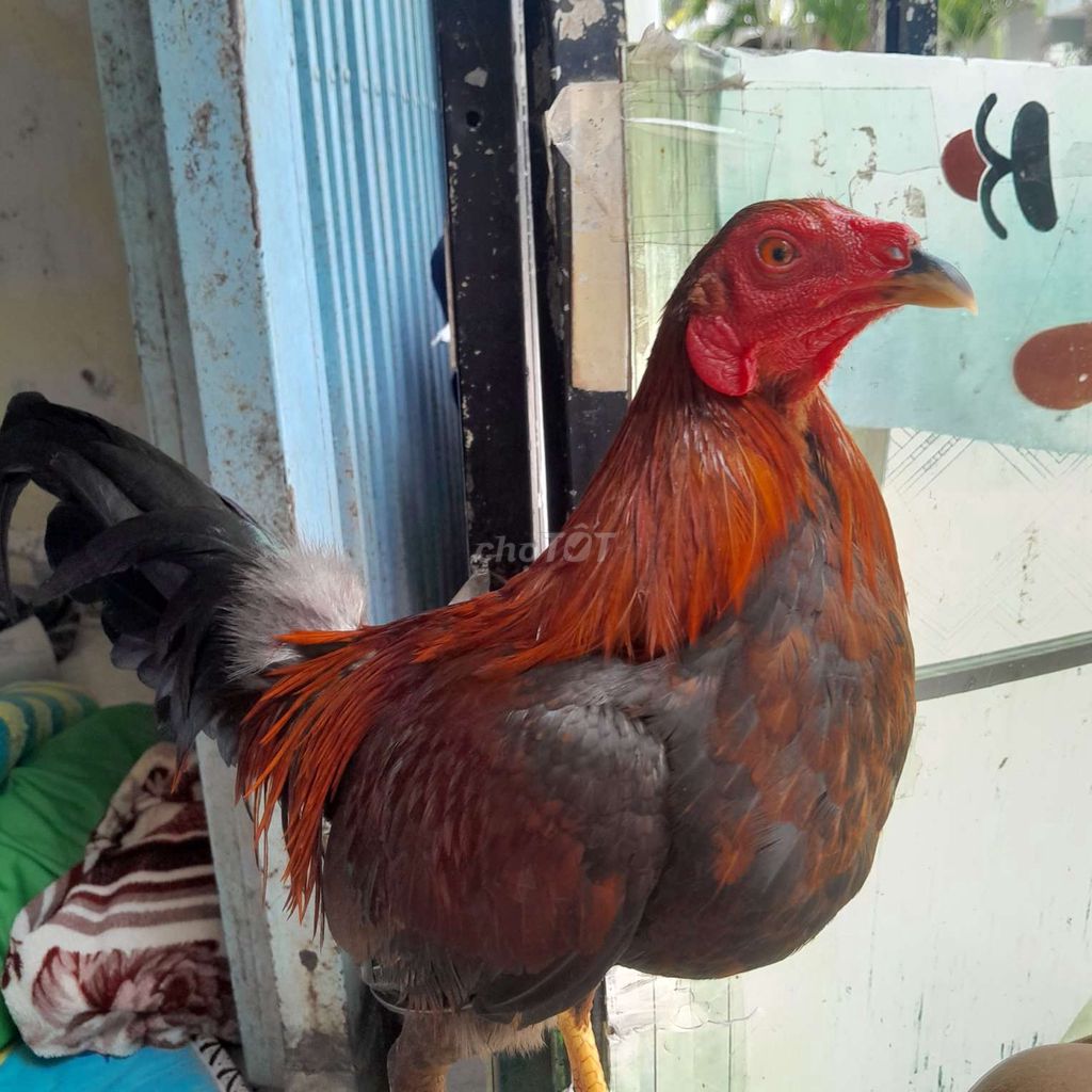 tre zin 1kg1. Mua bán Gà tại Quận Bình Thuỷ Cần Thơ được đăng bởi Thành Cần Thơ hình 1