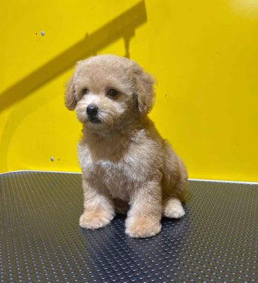 Poodle tiny toy cái. Mua bán Chó tại Thành phố Thuận An Bình Dương được đăng bởi Cường HT