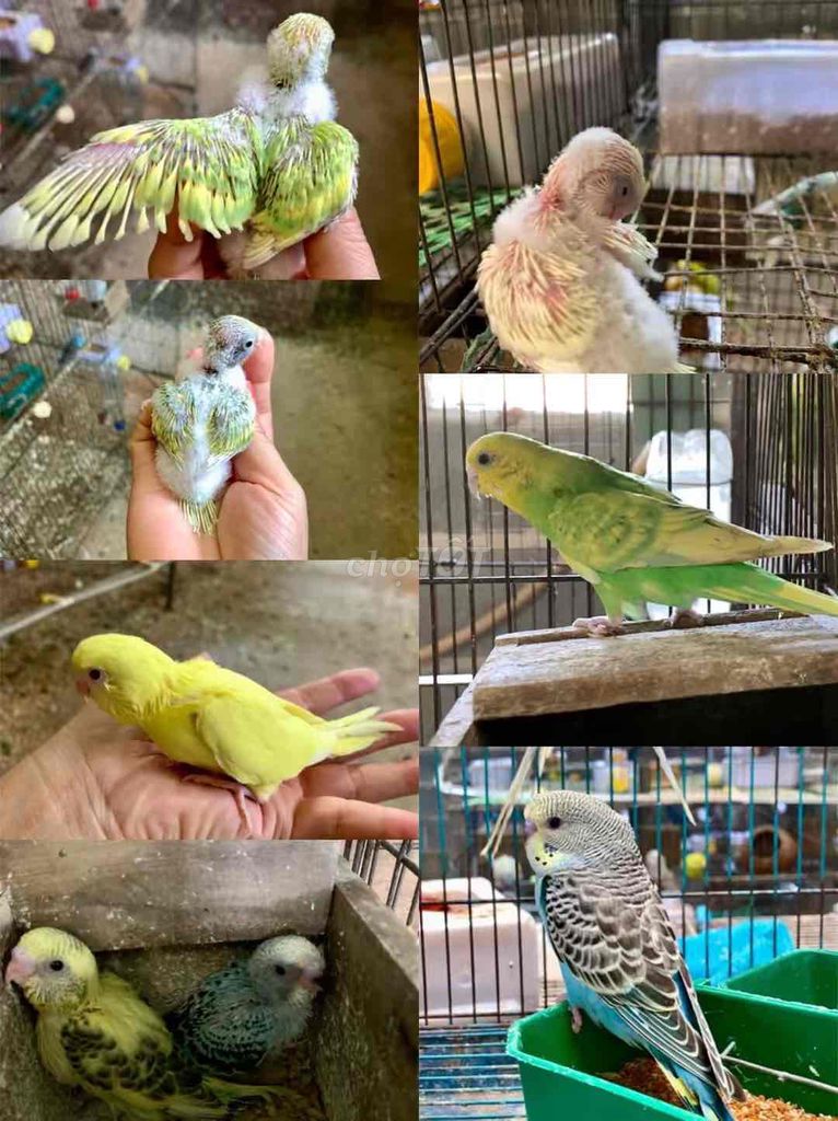 Chim cảnh Nhiều màu Khỏe mạnh. Mua bán Chim tại Quận Tân Bình Tp Hồ Chí Minh được đăng bởi Tuyết Tuyết hình 1