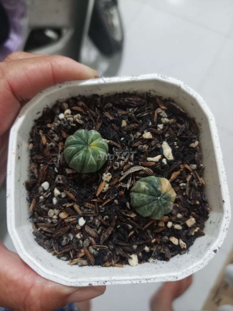 sương rồng asets lem. Mua bán Cây cảnh, đồ trang trí tại Quận Bình Tân Tp Hồ Chí Minh được đăng bởi chuyên 7 màu hình 1