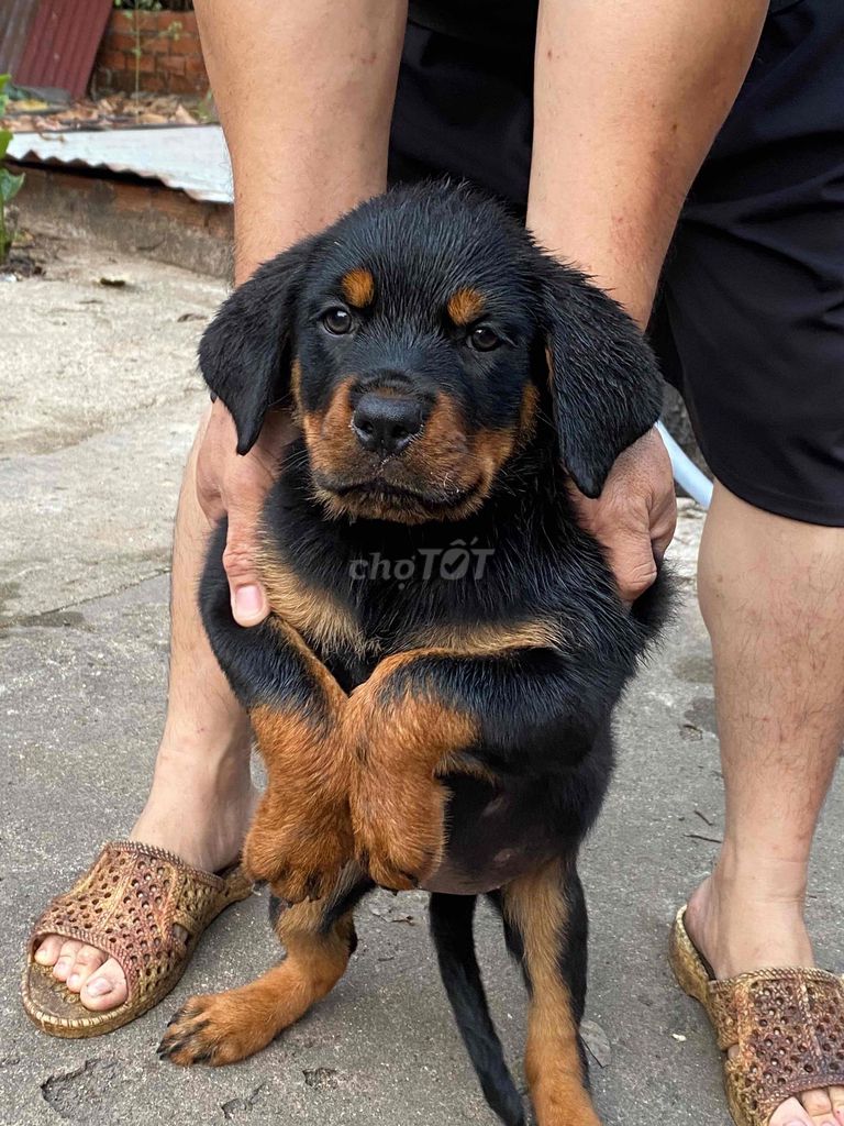 Chó rottweiler  2,5th ; 8,5kg. Mua bán Chó tại Quận Gò Vấp Tp Hồ Chí Minh được đăng bởi Trại Chó Rottweiler Trị An hình 1