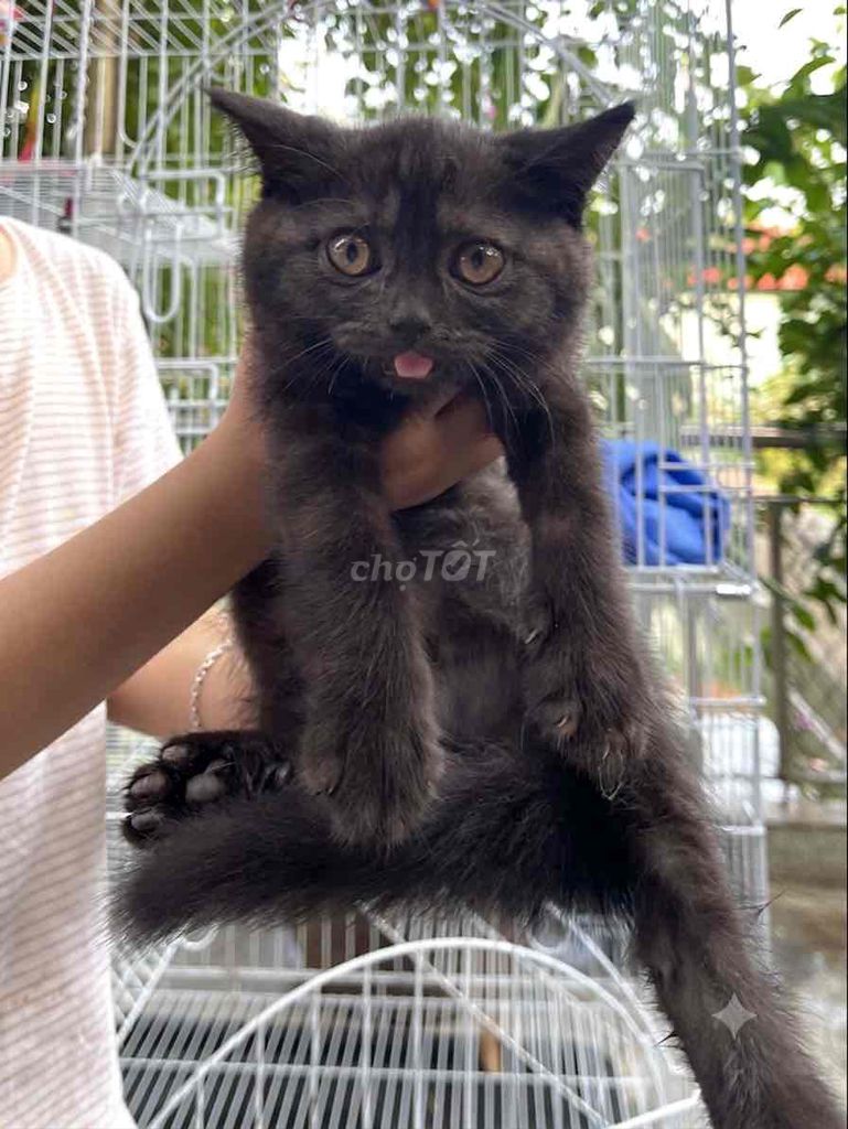 khoai nhà chồng tìm ba mẹ yêu thương con. Mua bán Mèo tại Huyện Lý Nhân Hà Nam được đăng bởi minh hoà hình 1