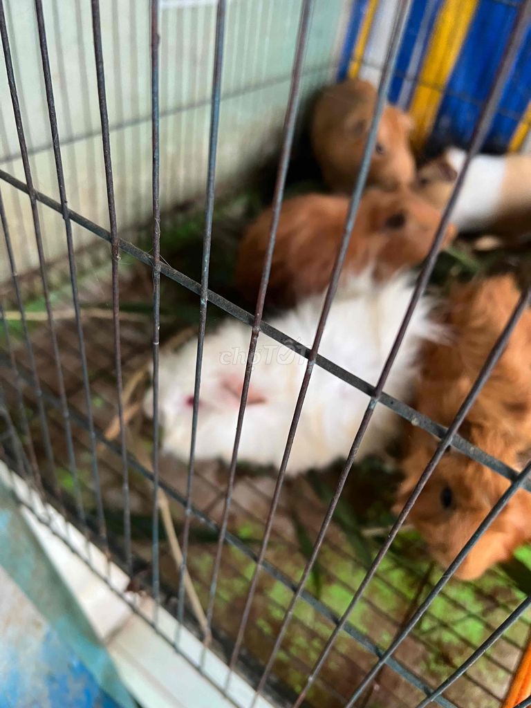 Bọ ú Mỹ Thái (cái). Mua bán Thú cưng khác tại Quận 8 Tp Hồ Chí Minh được đăng bởi toan hình 2