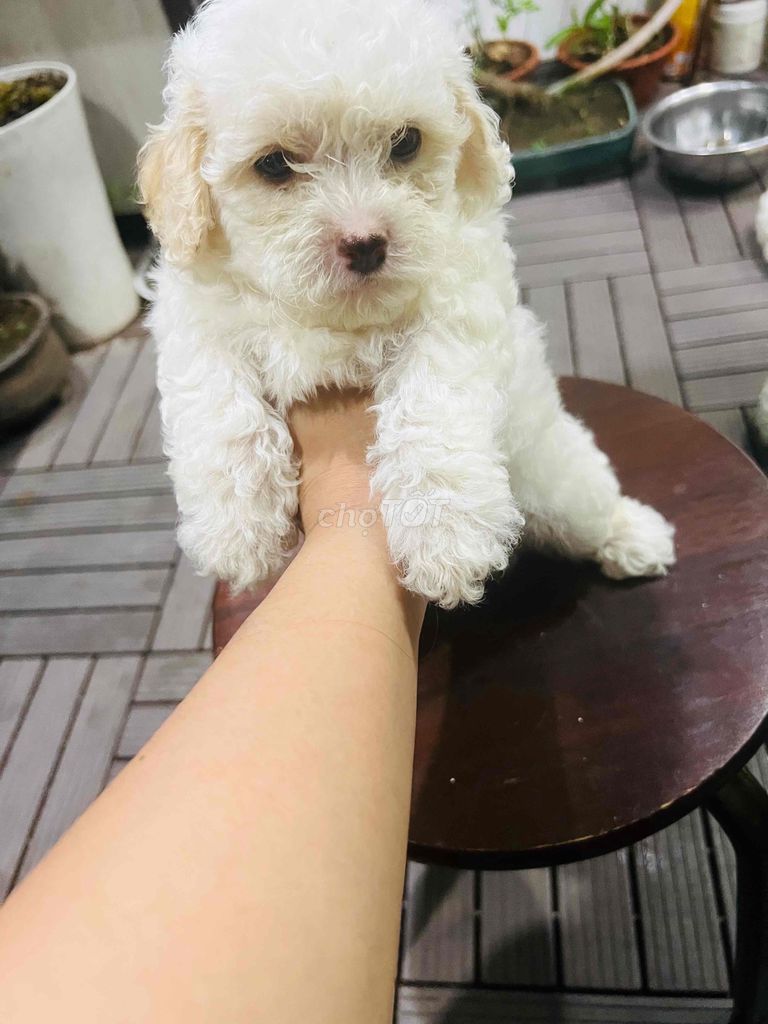 Nhà mih có đàn chó Poodle.được 45 ngày tuổi