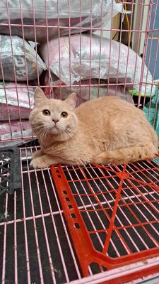 Aln sọc dưa , hồng phấn